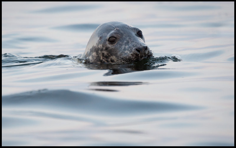 Grey Seal (Grsl) - Ottenby