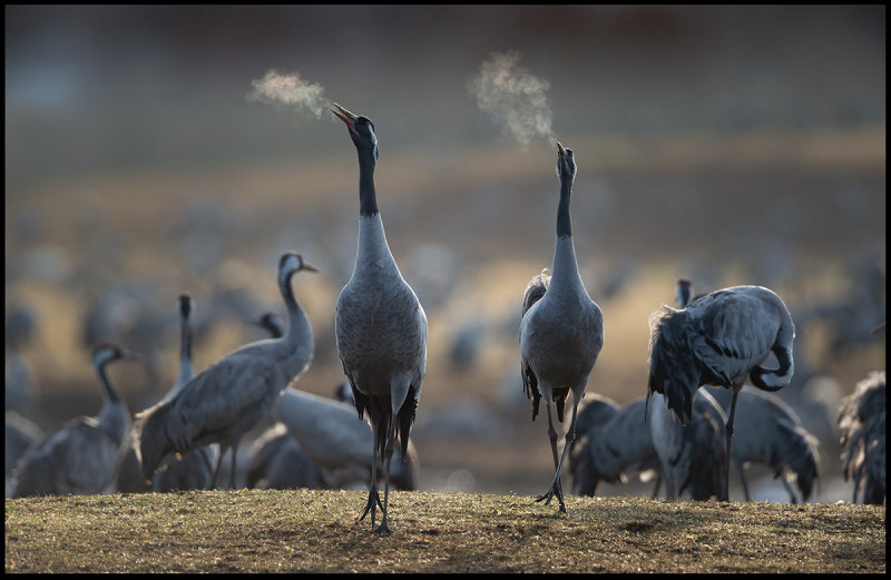 Cranes calling out in the cold morning