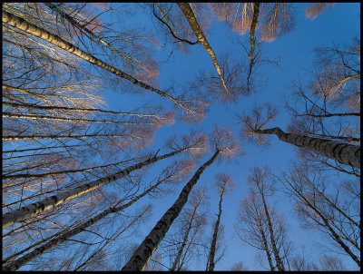 Late winter Birches