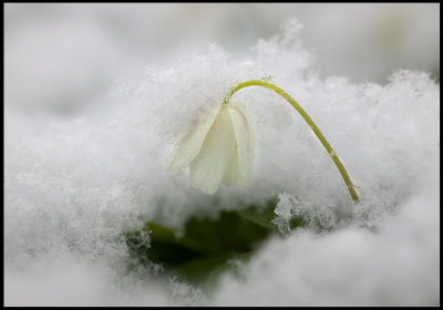 Wildwood Windflower (Vitsippa) in april snow.....