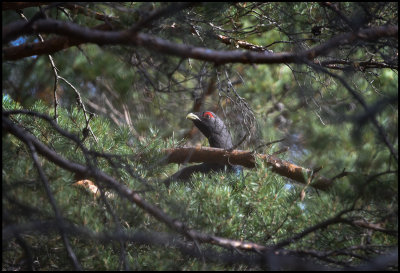 Male Capercaillie feeding on pine needles - Uppland