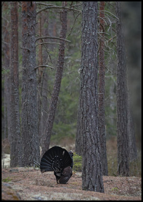 Capercaillie on a pine lekking place - Uppland