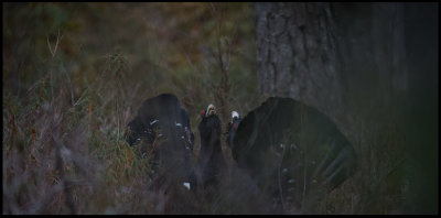Fighting Capercaillies in deep Labrador tea vegetation