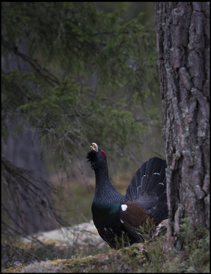 Capercaillie on lekking place - Uppland