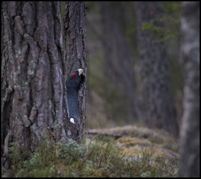 Capercaillie on lekking place - Uppland