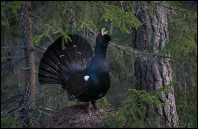 Capercaillie display on an anthill - Uppland