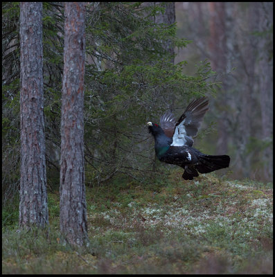 Capercaillie jumping on lekking place - Uppland