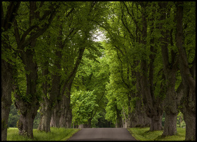 Alley near Tollarp - Scania