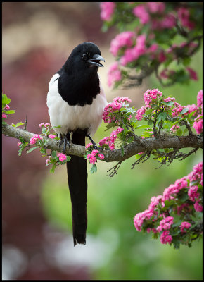 The Magpie - an exotic looking bird in my garden....
