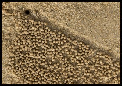 Little crab digging sand on the beach - Krabi Thailand