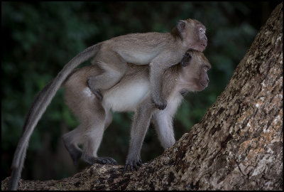 Crab-eating Macaques (Krabbmakaker) on Phi Phi Island - Thailand