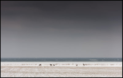 Rawdeers on the coastline near ssby