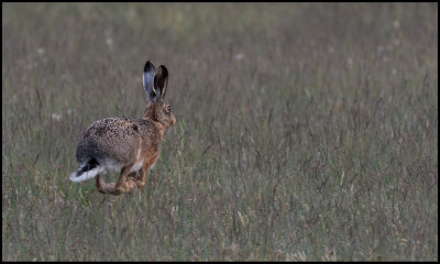 Running Brown Hare (Flthare) - sterlen Scania