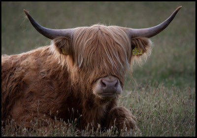 Time for a haircut...? Brösarp - Scania