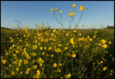 Buttercups (Smrblommor) Alvlsa