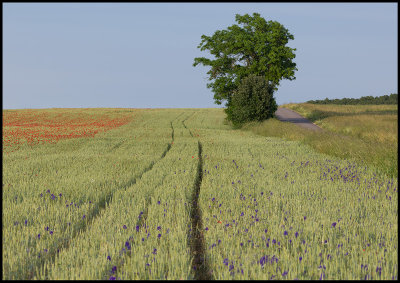 Cornfield near Kastlsa