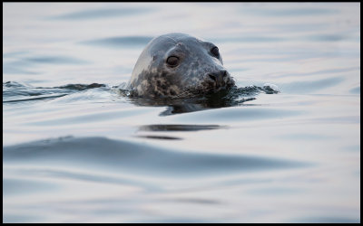 Grey Seal (Grsl) - Ottenby