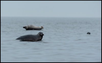 Grey Seals (grslar) 