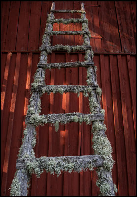 Lichen Ladder - Nybro