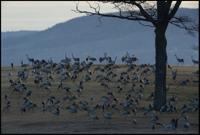 Lake Hornborga Cranes