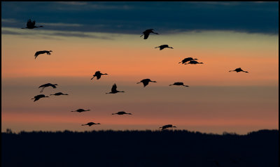 Cranes flying in to the feeding areas at dawn