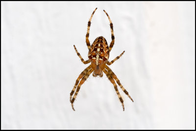 A Garden Spider (Korsspindel) hunting outside my sleeping room - land