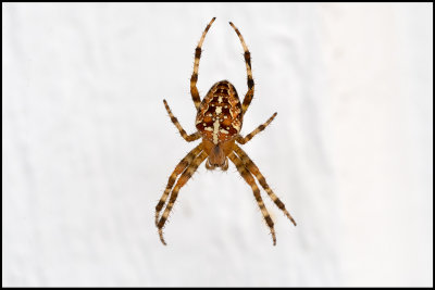 A Garden Spider (Korsspindel) hunting outside my sleeping room - Öland