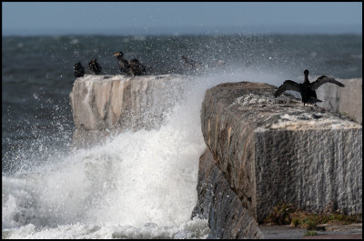 Cormorants and big waves on the pier at Grnhgen harbor