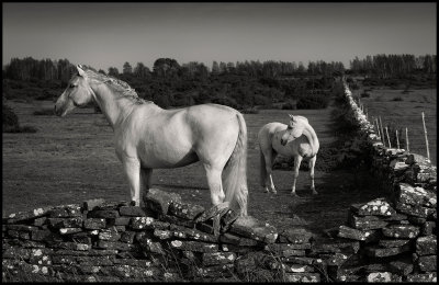 Horses at Gettlinge - land
