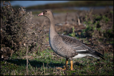 Juvenile Been Goose (Blsgs) - Ottenby
