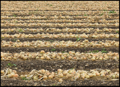 Onions at Solberga