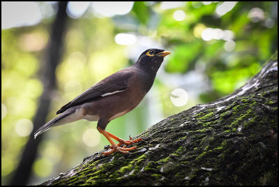 Common Myna outside breakfast room