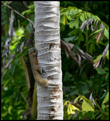 Red-bellied Squirrel in hotel garden