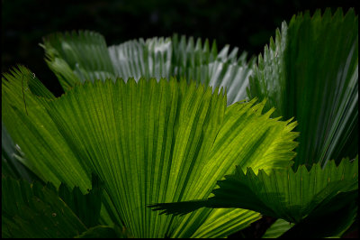 Palm leafs outside our room