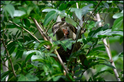 Nest of Ferruginous Babbler with chick in Dusit hotel garden