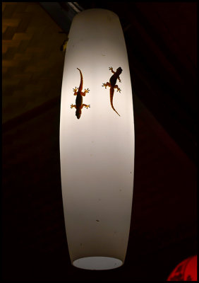 Geckos in a restaurant