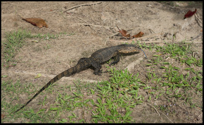 Waran in the hotel garden