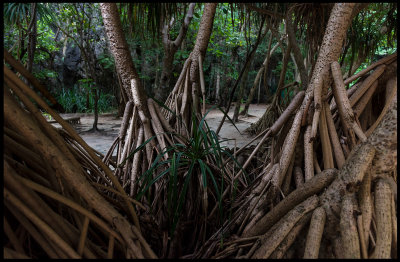 Mangrove at Maya Beach