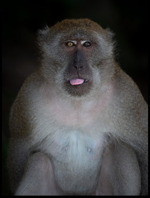 Crab-eating Macaque 