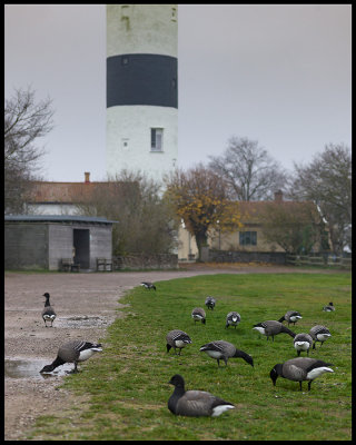 Brent Geese in Ottenby (and no birdwatchers....)