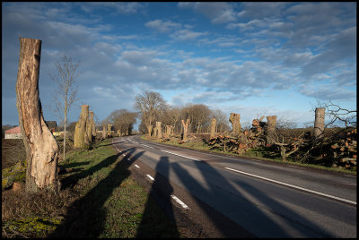 The alley in Albrunna - a sad story of Elm disease (almsjuka)