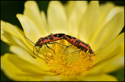 Black-and-red-Bugs (Riddarskinnbaggar) - land