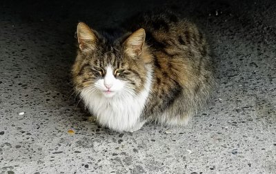 Street cat in Baku, Azerbaijan