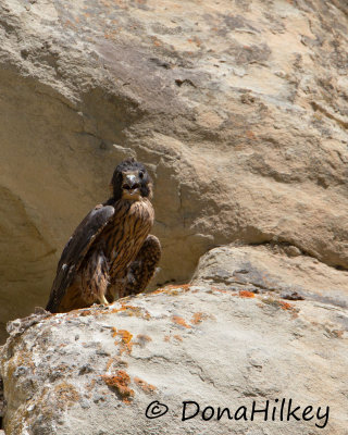 Peregrine Falcon Chick