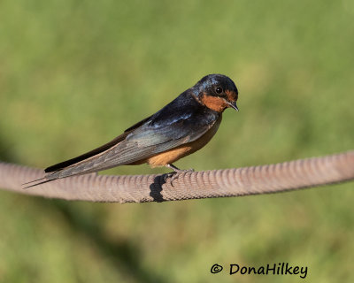 Swallows and Swifts Gallery