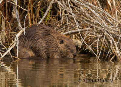 Beaver_april_2018_sleepycat_ponds.jpg