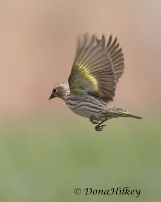 Songbird Gallery
