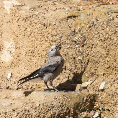 Clark's Nutcracker