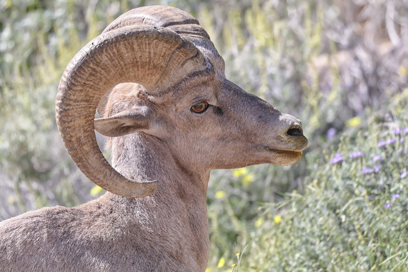Desert Bighorn Sheep
