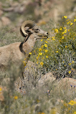 Desert Bighorn Sheep grazing on Brittlebush 
